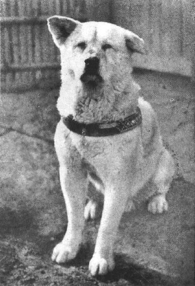 Hachiko portrait, 1930s