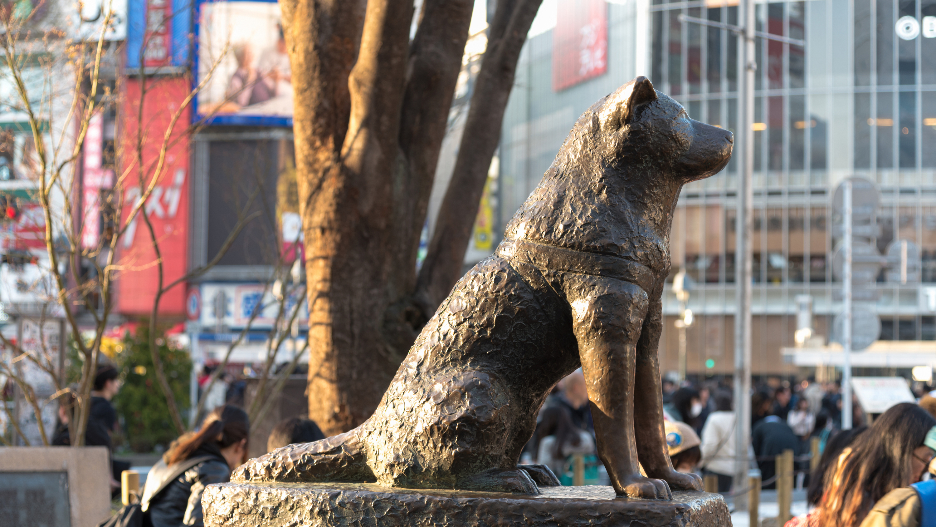 Hachiko Memorial Statue at Shibuya